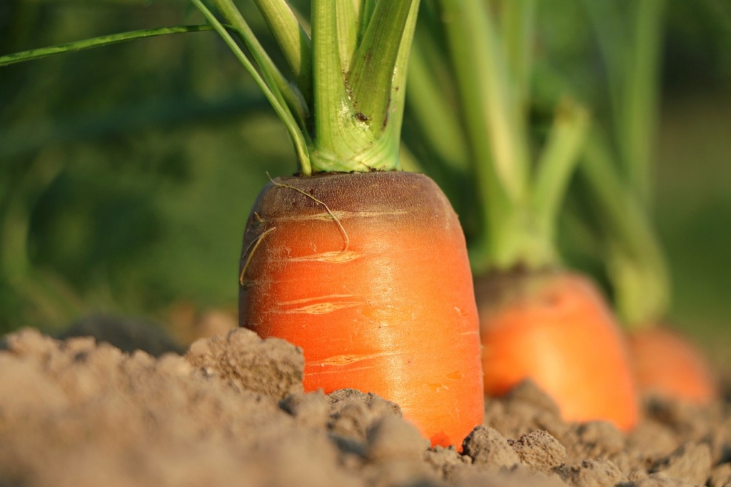 carrot, growth, vegetables-1565597.jpg