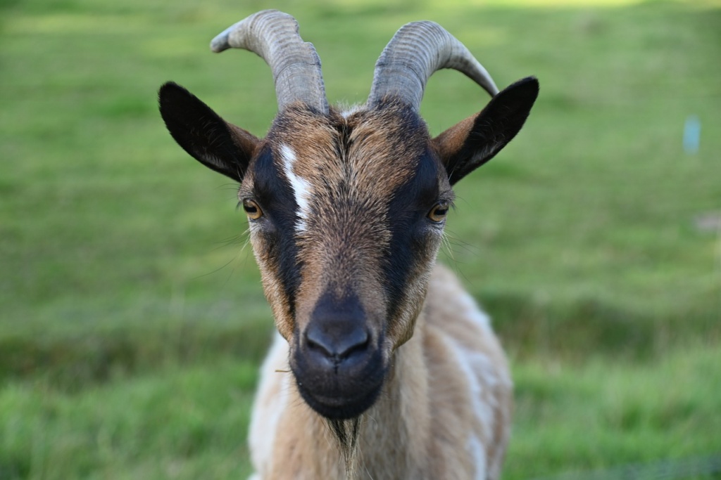 goat, mammal, animal-8184412.jpg